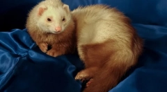 De ce ferretele miroase neplăcute cum să scapi de miros